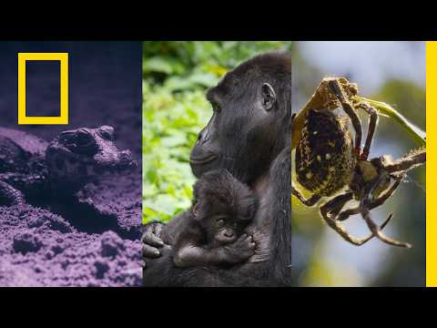 Explorers Make an Impact | Africa Earth's Wild Home | National Geographic