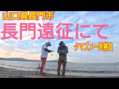 【山口県長門市】長門遠征にて!夕マズメ一発勝負!