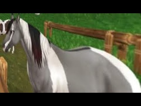 BUYING A NEW AMERICAN PAINT HORSE