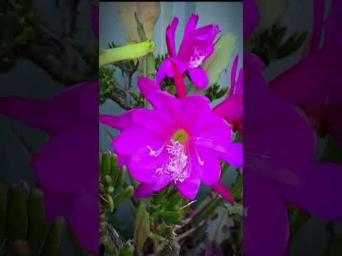 #plants  #flowers #shortvideo