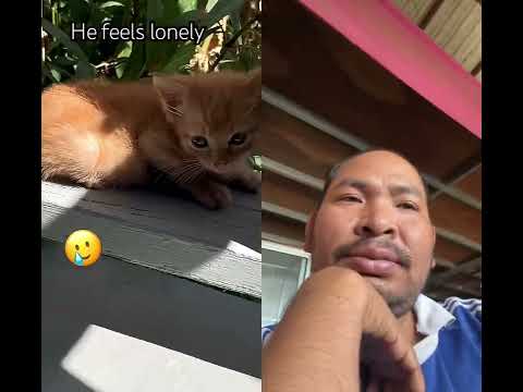 #kitten #cat #cute #duet #pets #love #catshorts #nizamkucinglucu #capcut