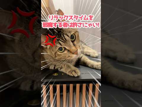 真夏を生きるネコのお気に入りの場所はここ。 #保護猫 #ねこのいる暮らし #cat #shorts
