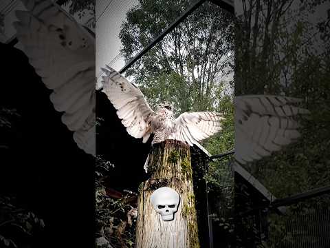 bird sound 😱 #edit #shorts