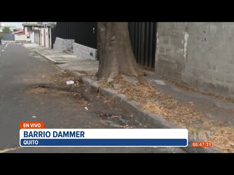 Raíces de un árbol destruye la vereda en el barrio Dammer, norte de Quito