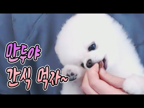 반려견 포메라니안만두야 간식 먹자~♥ 냠냠 <strong>bj</strong> <strong>세야</strong>