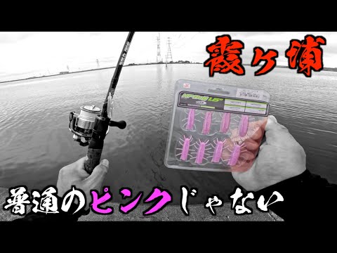 3分に1匹釣れる【霞ヶ浦バス釣り】 #爆釣ピンクボンバー
