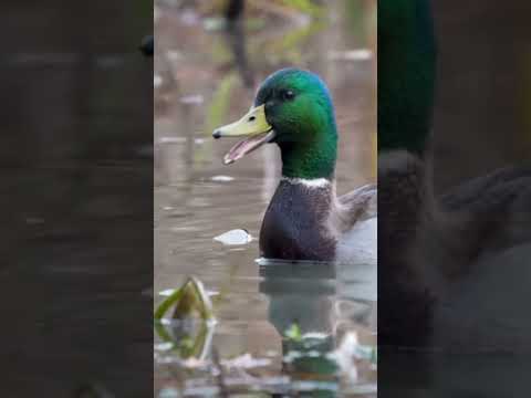 Duck hunting with ata neo