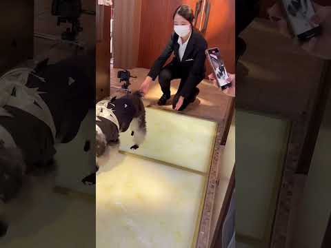 あ、リングが……！がんばる姿にきゅん🐶💍#結婚式 #shorts