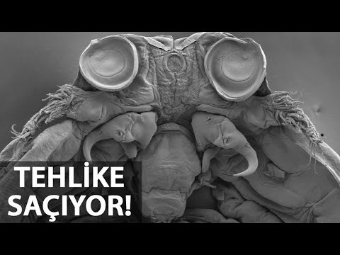 Balon Balıklarında Yeni Risk!