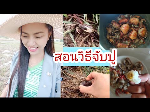 สอนวิธีจับปูนาและในคลิบนี้ฮาหน สอนวิธีจับปูนาและในคลิบนี้ฮาหน