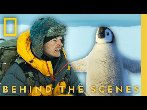 Behind the Lens with Bertie Gregory | Secrets of the Penguins | National Geographic