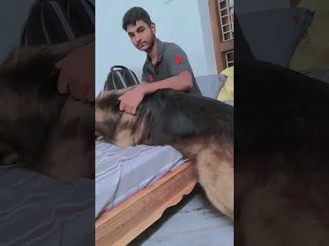 #trendingshorts #dog #dogfunnyvideos #dogshort #love