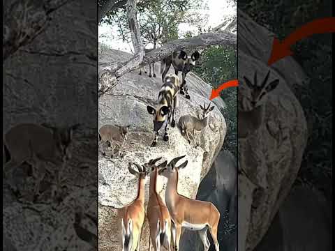 Wild dogs hunt antelope on a cliff #viral #animals #ytshorts