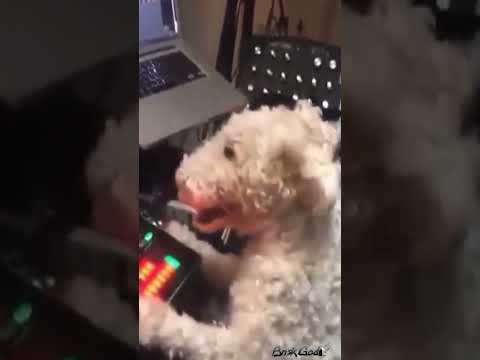 Deep House Doge 🐕🎧 via the.brisk.god #producertech #dog #techno