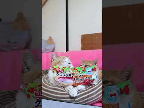 猫の動画サムネイル - クロワッサンサンド 山形さくらんぼ＆ホイップ　250617 #cat #ネコ #猫のいる暮らし #cute　#のせ猫　 #ねこ　 #猫のいる生活