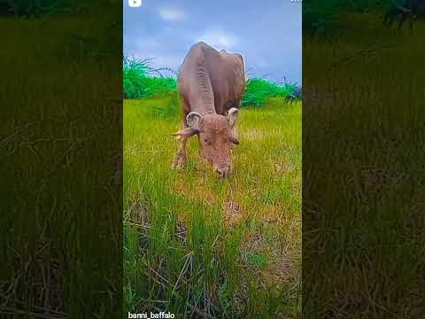#sorts #banni #baffalo #❤️❤️❤️❤️😍😍😍