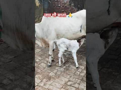 जय हो गौ माता 🐂🙏#gaonkizindagi #cow #love #song