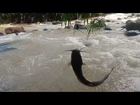 mancing mania dpt ikan berkumis.ngamuk @senggal87