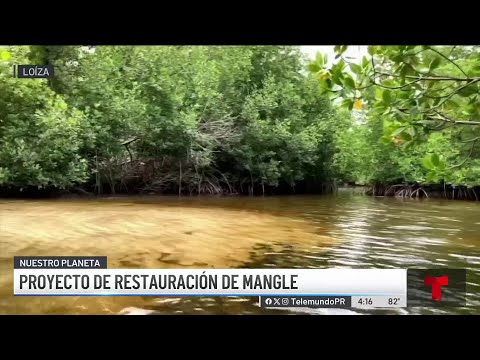 Importante proyecto de restauración de mangle