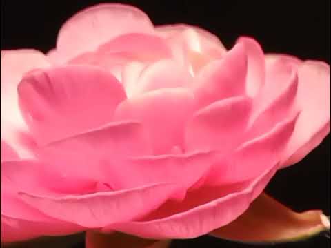 Ranunculus time-lapse