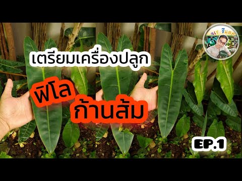 ฟิโลเดนดรอนก้านส้ม ฟิโลเดนดรอนก้านส้ม