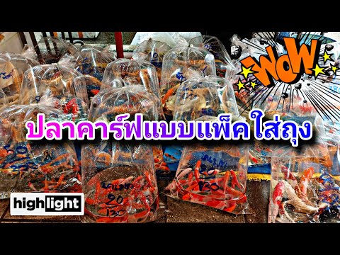 ปลาคาร์ฟถุงขายส่งที่ตลาดปลาร