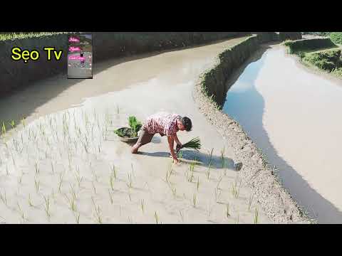 SẸO TV ĐI CẤY VÀ CÁI KẾT