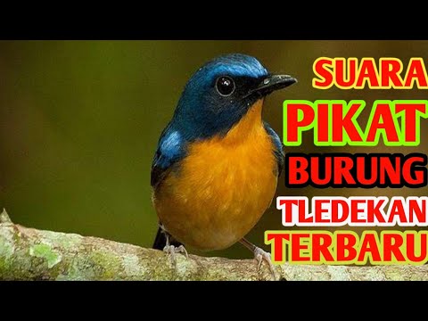 SUARA PIKAT BURUNG TLEDEKAN TERBARU
