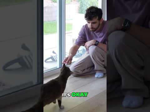 The Stray CATS of My NEIGHBORHOOD. I’m finally telling the story... Part 1… what do i do?