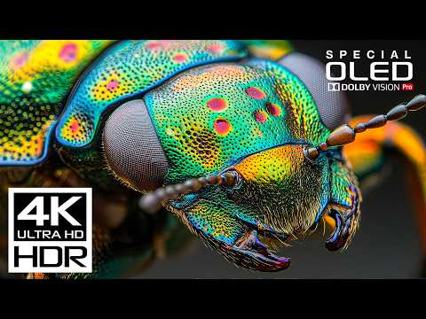 The Ultimate 4K Video | Dolby Vision HDR 4K 60 fps