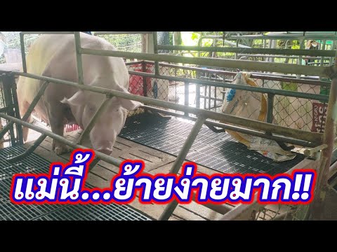 ย้ายแม่หมูขึ้นเตียงคลอดlKruT