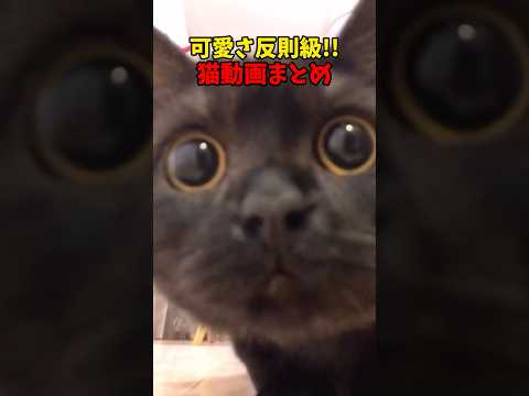 猫の動画サムネイル - こんなん反則だろ… #猫 #cat #cats #cute