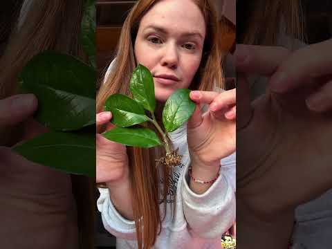 РАЗМНОЖАЕМ ЗАМИОКУЛЬКАС