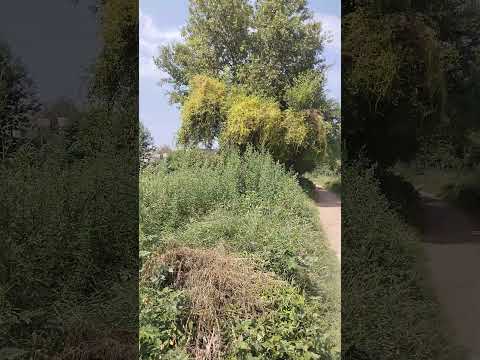 Maaf#kardy#Ham#Mujram#Hain#