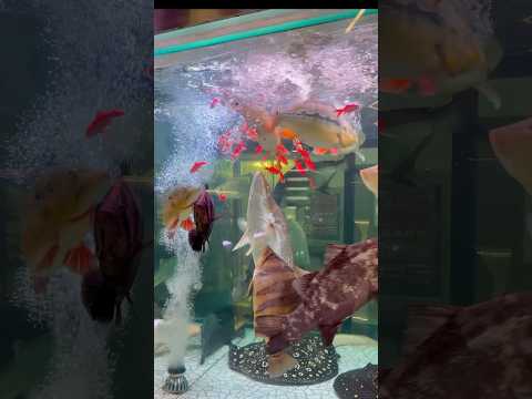 Monster fish live feeding #monsterfish #aquariumfi 