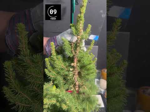 Zip Zap Paddy Wack 15 Second Bonsai