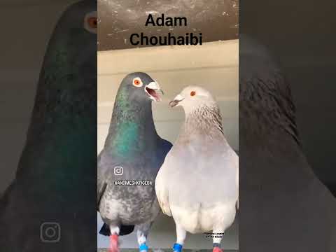 شوفو معيا الاخوان طقوس تزواج الحمام الزاجل سبحان الله #تزاوج_الطيور #حملة_توصيل_القناة_1000_مشترك