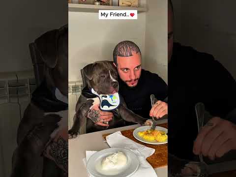 My friend... #pitbull #dog #cute #doglove #funny #animalshorts