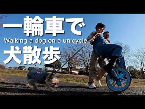 【一輪車で犬散歩】低速で一輪車に乗りながら犬とパパとお散歩♡Walking a dog on a unicycle♡