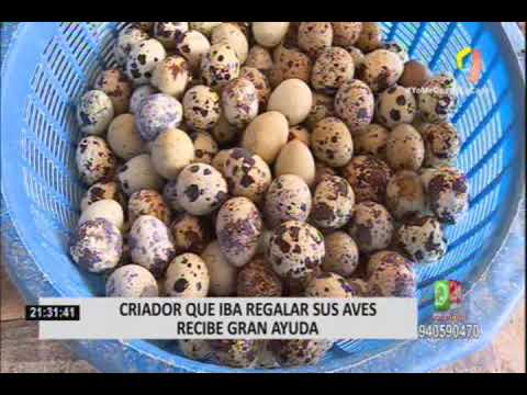 Pachacámac: alcalde donó huevos de codorniz y víveres a familias vulnerables  por cuarentena