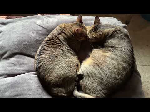 Cat Sleeps in a Perfect Heart Shape So Cute!