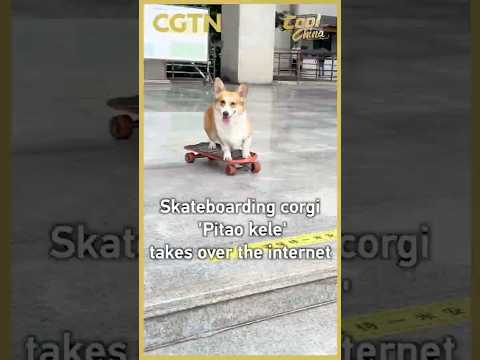Skateboarding corgi 'Pitao kele' takes over the internet #coolchina