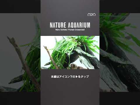 [ADAview] W1800mm Nature Aquarium Layout / Forest Crossroad