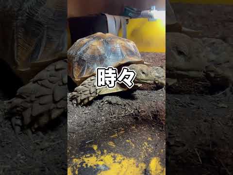 リクガメのせいで火事になりかけました…