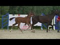 Show jumping horse Uricas vd Kattevennen x Nonstop