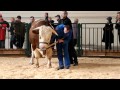 Скотоводство: Показ КРС, Симментальский бык. Золотая Осень-2010. Часть1