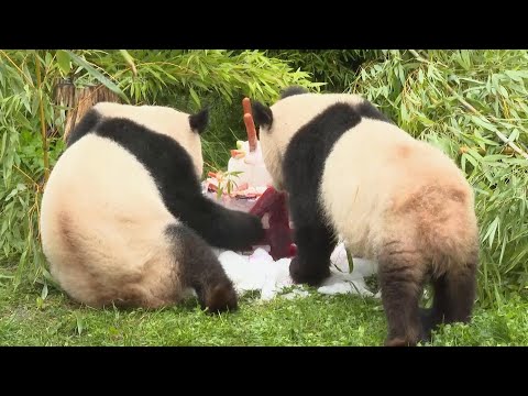 Berlin pandas celebrate Birthday