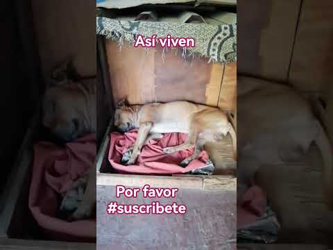 así VIVEN mis pequeños peluditos #perro#dog
