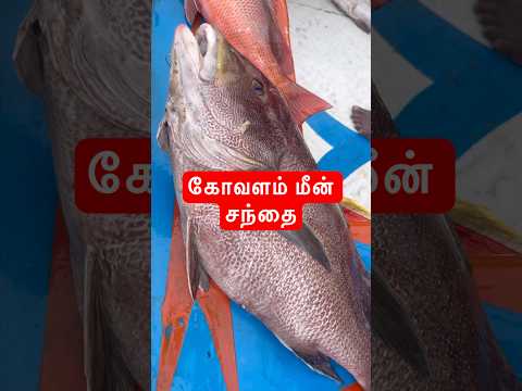 கோவளம் மீன் மார்க்கெட் இன்று | Fresh Fish Update | Kovalam Market #shorts