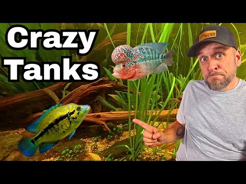 Epic Fish Room Tour - 23 Tanks and 1300 Gallons Epic Fish Room Tour - 23 Tanks and 1300 Gallons

Uncommon Aquatics is a place for all lovers of fish